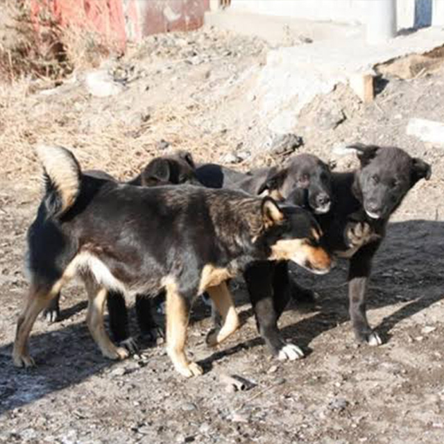 Тварини у дворі